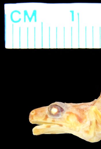 Media type: image;   Herpetology A-17459